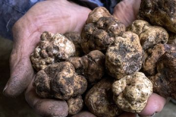 Mani con tartufi